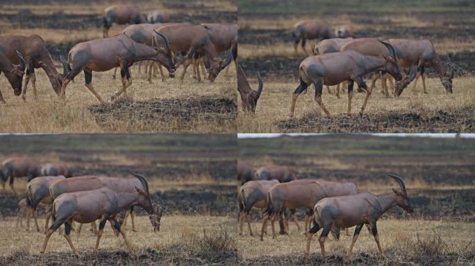 一群托比羚羊在马赛马拉国家保护区的草原上吃草