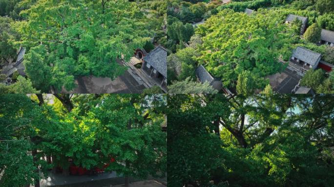 浮来山 天下第一银杏树 古树 航拍