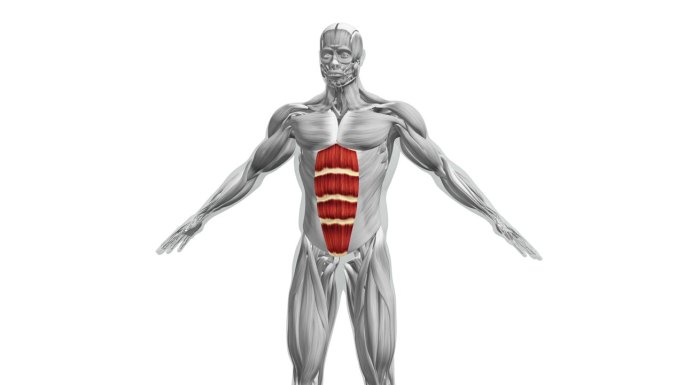 腹肌解剖模型