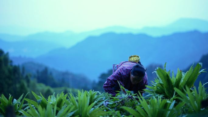 山上除杂草的农民