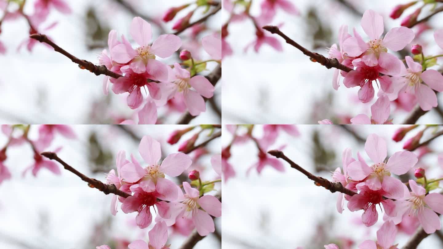 桃花 杏花 樱花