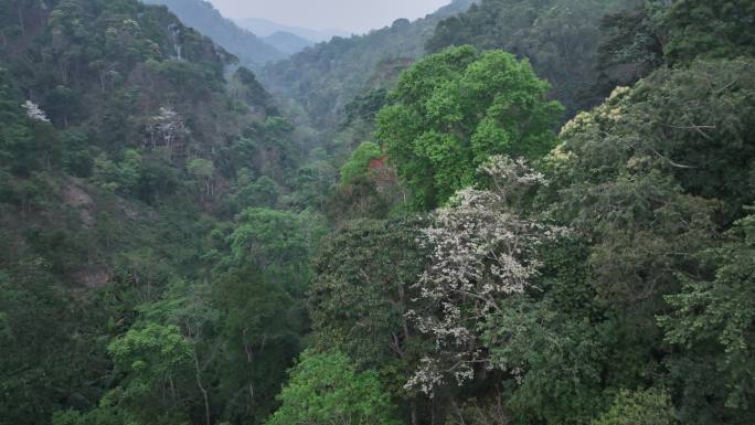 云南易武蟒蛇箐普洱茶茶山航拍风光