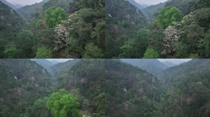 云南易武蟒蛇箐普洱茶茶山航拍风光