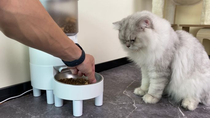 猫吃饭吃猫粮银渐层宠物猫喂食器不吃粮食