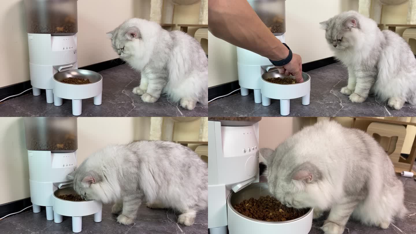 猫吃饭吃猫粮银渐层宠物猫喂食器不吃粮食