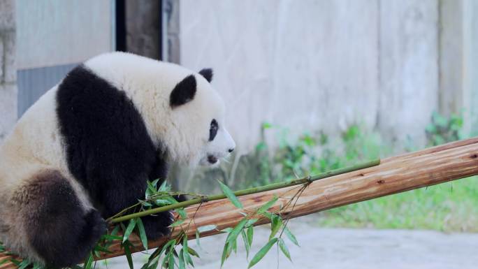 熊猫渝爱爬高吃竹子