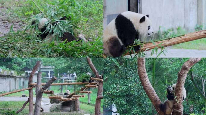 熊猫渝爱爬高吃竹子