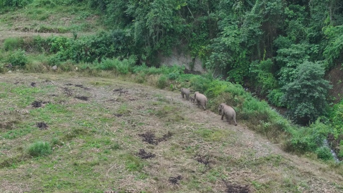 野生亚洲象实拍