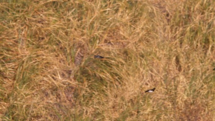 一小群雨燕团队合作，在草地上滑翔，寻找昆虫