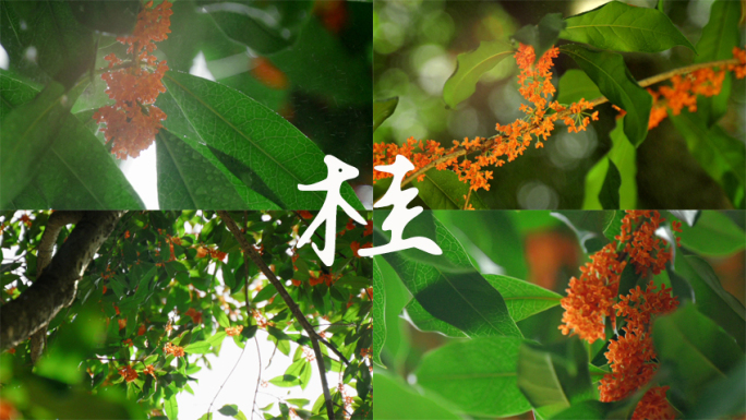 下雨桂花微距桂花树