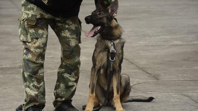 重庆警方的警犬训导员与警犬训练