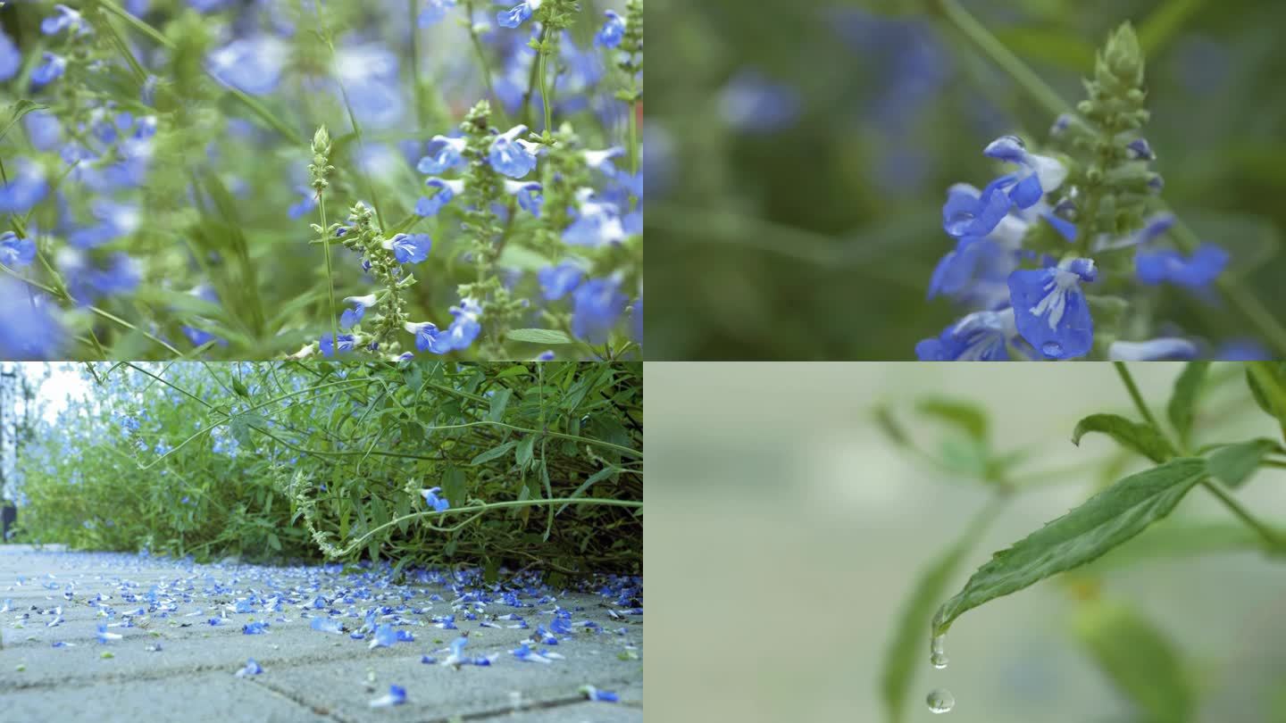 蓝色鼠尾草 雨后的蓝色花