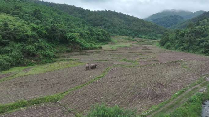 野生亚洲象实拍