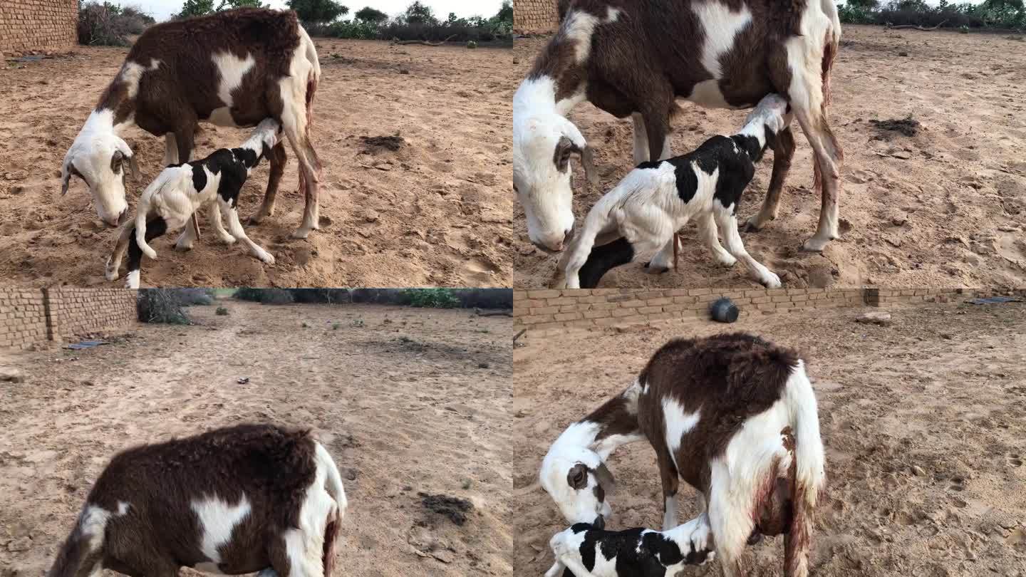 一只羊用母乳喂养它的新生儿