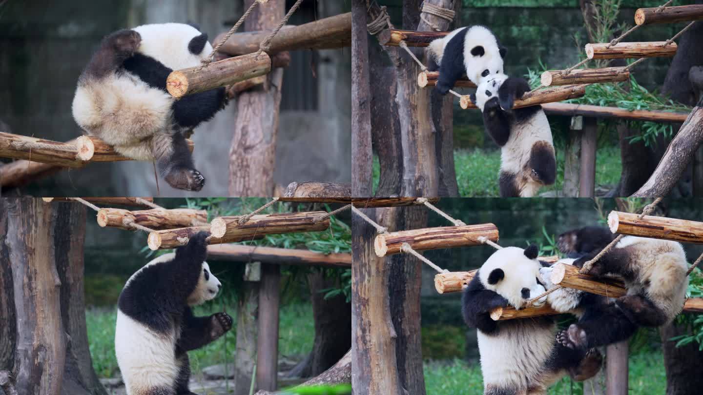 大熊猫吊桥玩耍