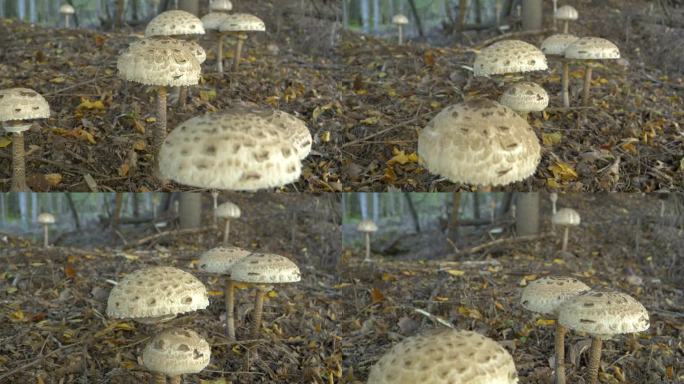 特写:一大群生长在秋天森林里的可食用阳伞蘑菇