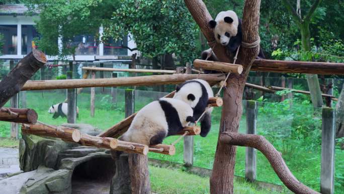 熊猫渝可渝爱吊桥玩耍