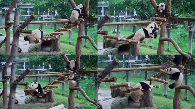 熊猫渝可渝爱吊桥玩耍