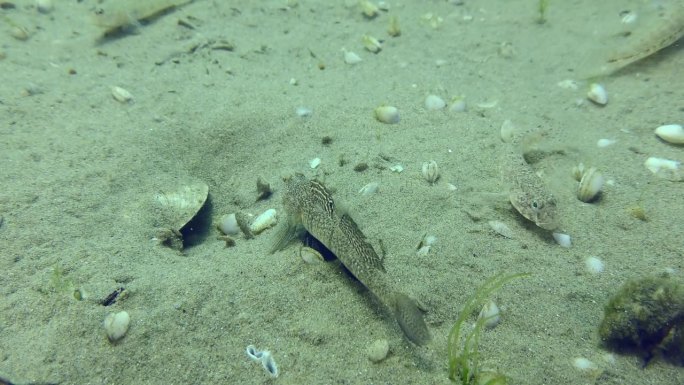 沙质海床上的石纹虾虎鱼。