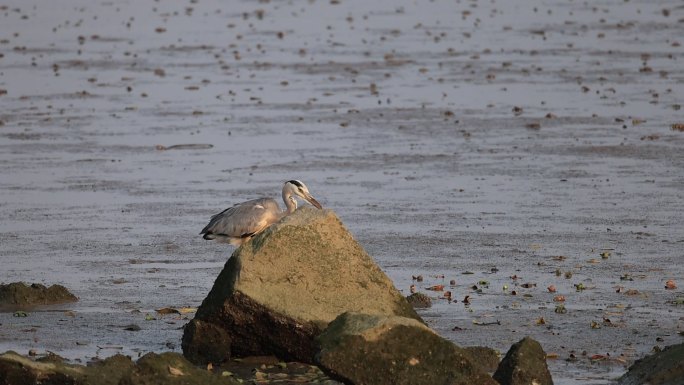 深圳湾公园的苍鹭在休憩飞翔的升格镜头