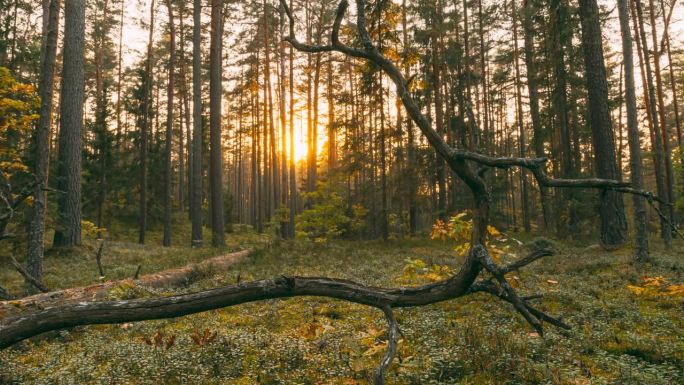 森林延时，延时。秋日针叶林里美丽的夕阳阳光。阳光穿过森林景观中的树林。4K