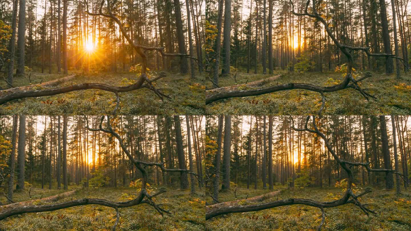 森林延时，延时。秋日针叶林里美丽的夕阳阳光。阳光穿过森林景观中的树林。4K