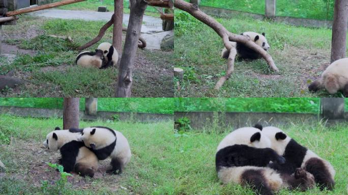 快乐大熊猫