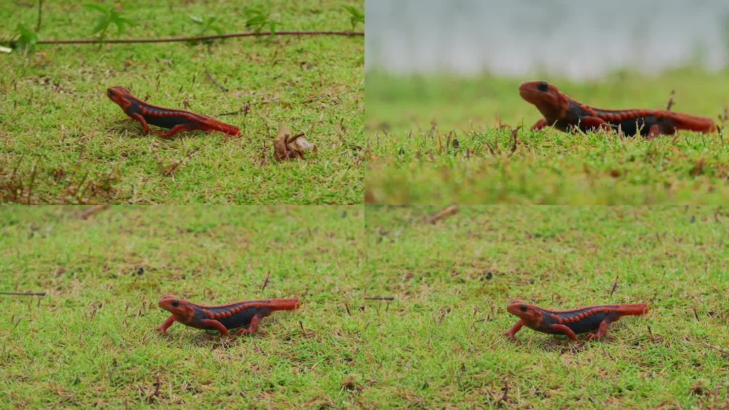 爬行动物蜥蜴大凉疣螈