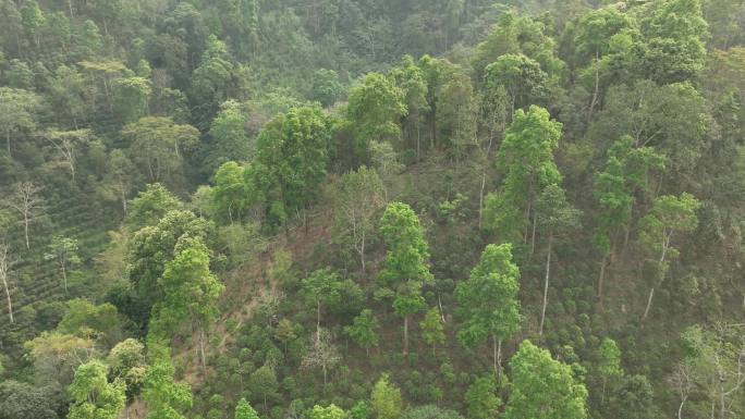 云南易武普洱茶茶山航拍风光