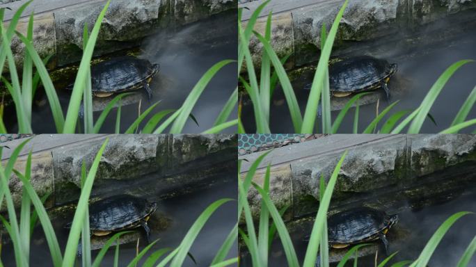 重庆北碚半亩方塘游动的锦鲤鱼