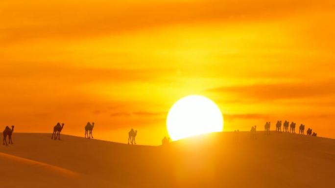 日出清晨沙漠骆驼延时