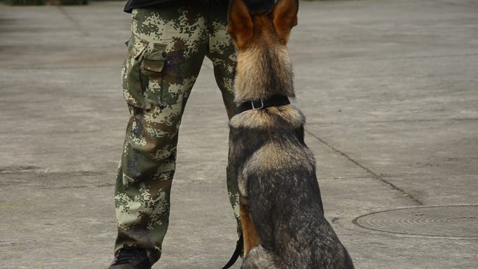 重庆警方的警犬训导员与警犬训练