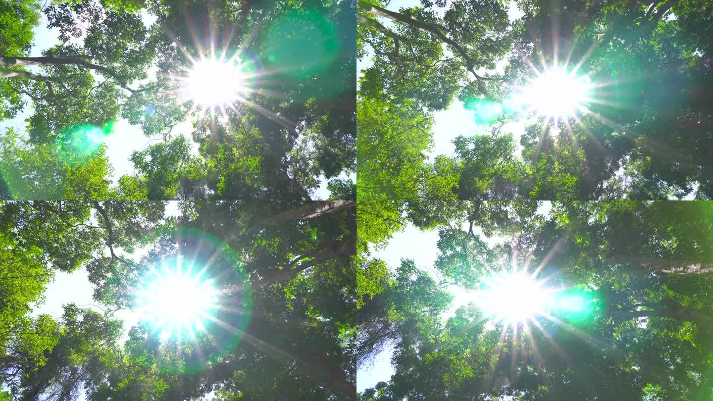 树底视图与阳光延时视频