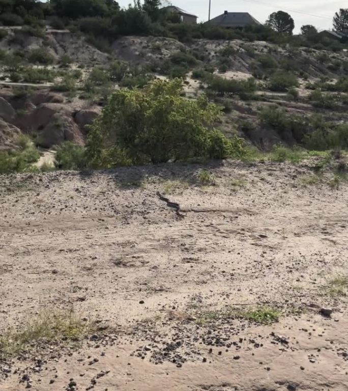 新墨西哥州拉斯克鲁塞斯大坝开放空间小径上的响尾蛇