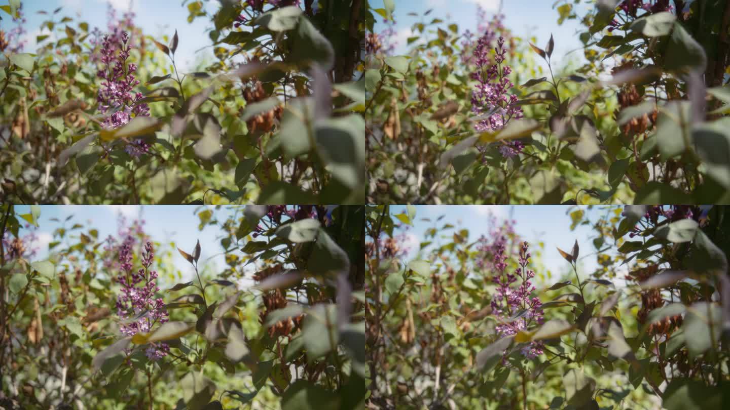 丁香树在春天开着紫色的花