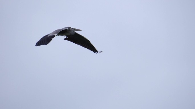 在湖面飞翔的灰鹭鸶
