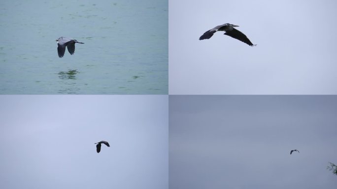 在湖面飞翔的灰鹭鸶