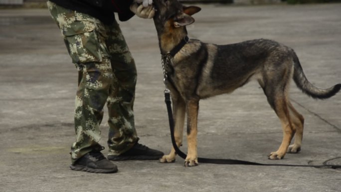 重庆警方的警犬训导员与警犬训练