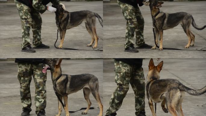 重庆警方的警犬训导员与警犬训练