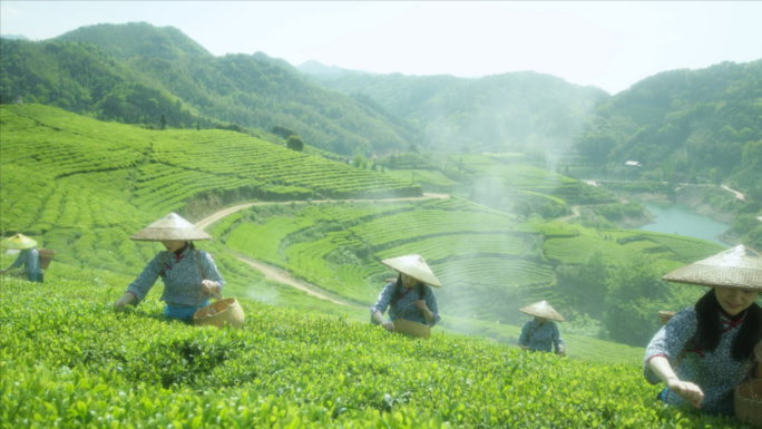 茶园采茶茶马古道