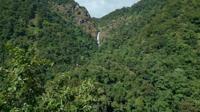 云南风光普洱茶山原始森林瀑布