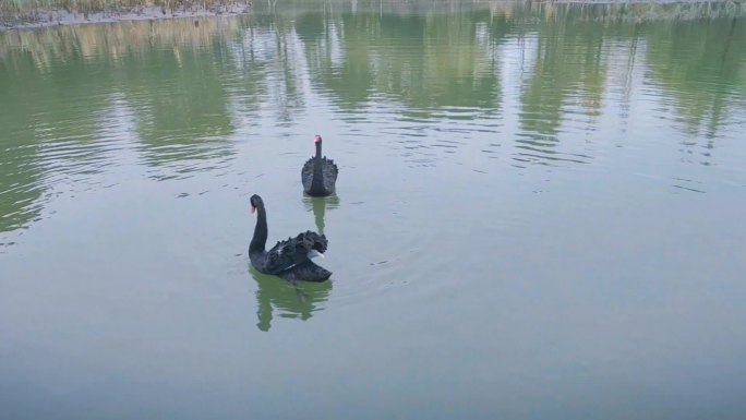 宁静湖水 湖中一对黑天鹅