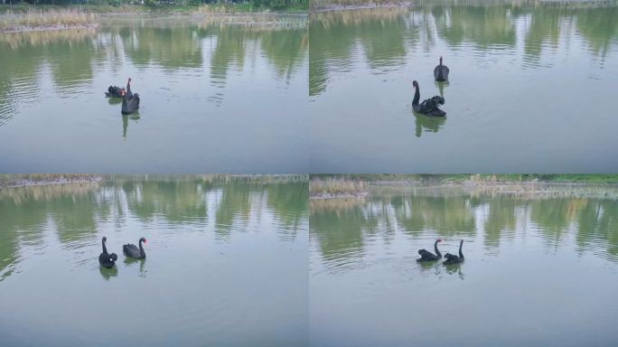 宁静湖水 湖中一对黑天鹅