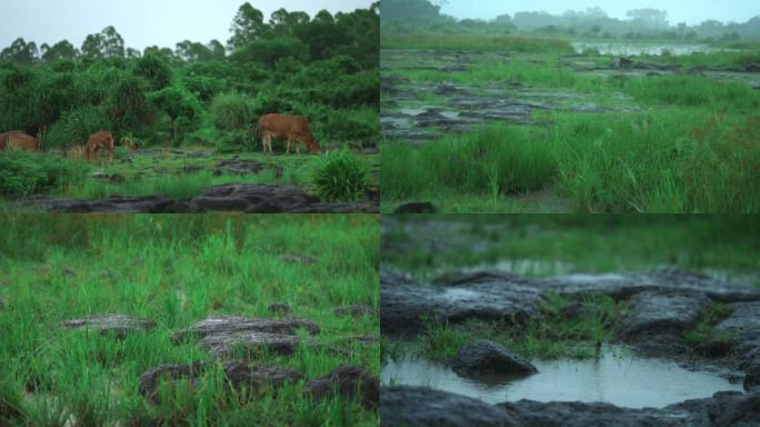 雨季湿地风光