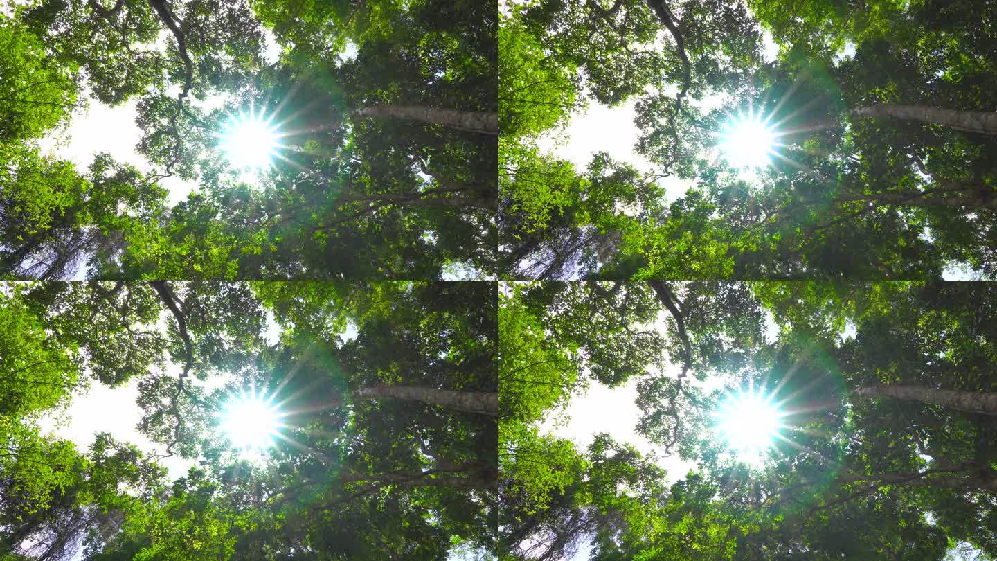 延时视频底部视图与阳光下的自然树在热带雨林
