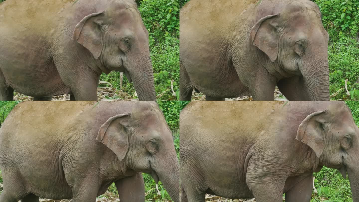 实拍成群野生亚洲象