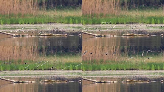 一群长着胡须的燕鸥站在湖面上一根断裂的树枝上