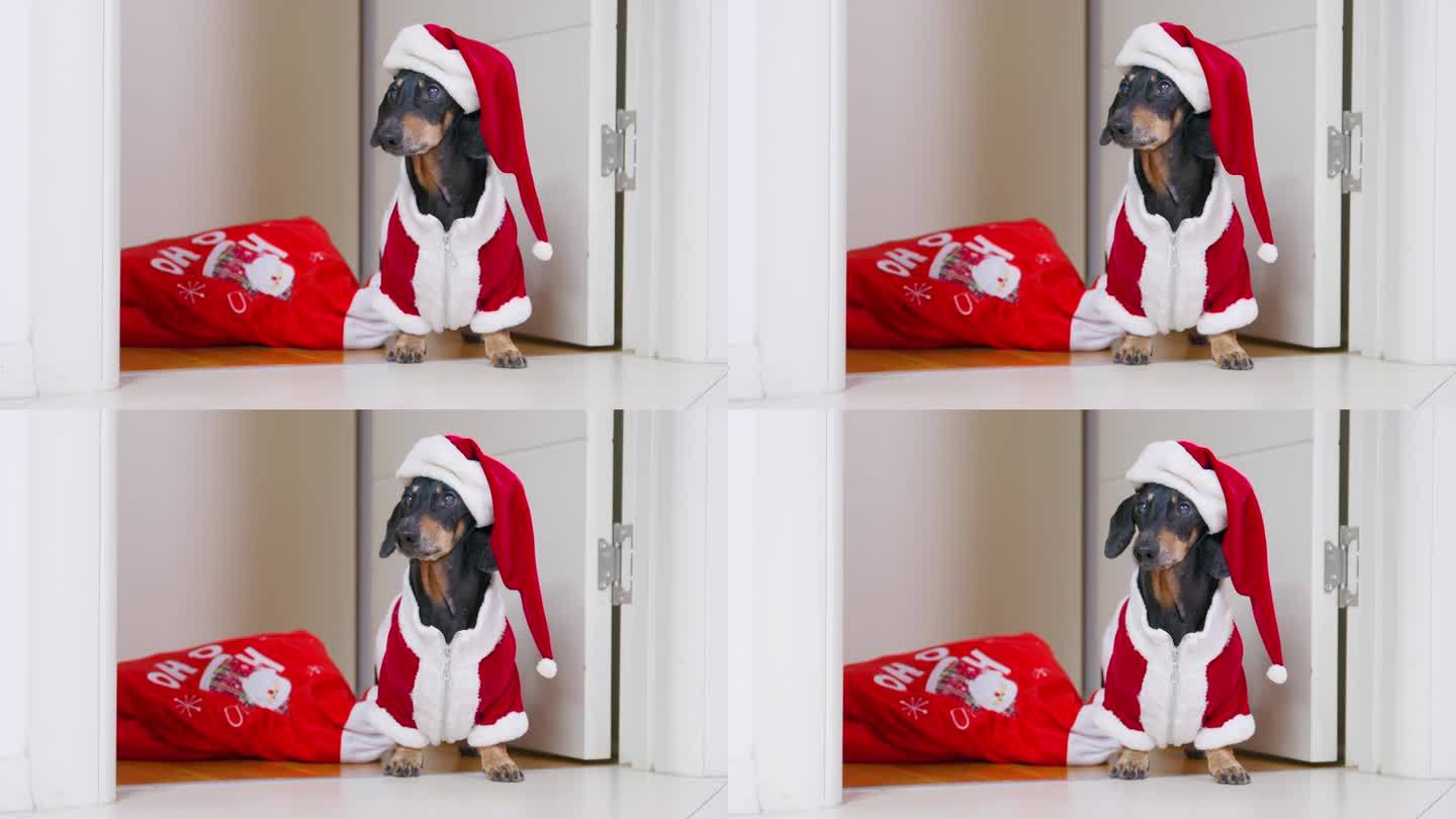 狗门口红色圣诞老人服装帽子包礼物家庭祝贺秘密圣诞老人