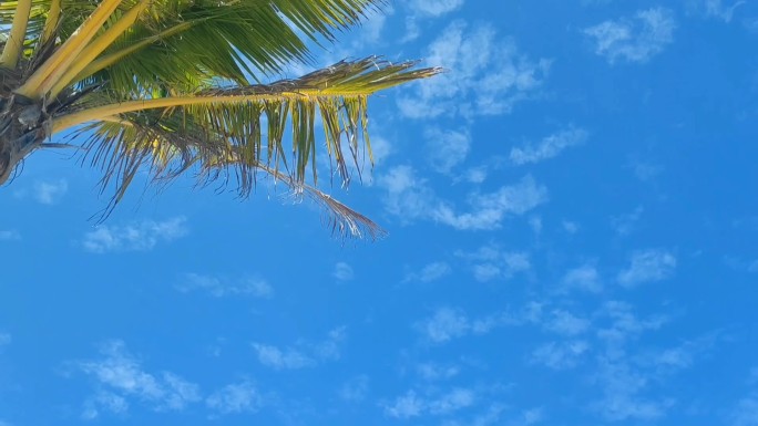 晴朗蓝天椰树悠闲