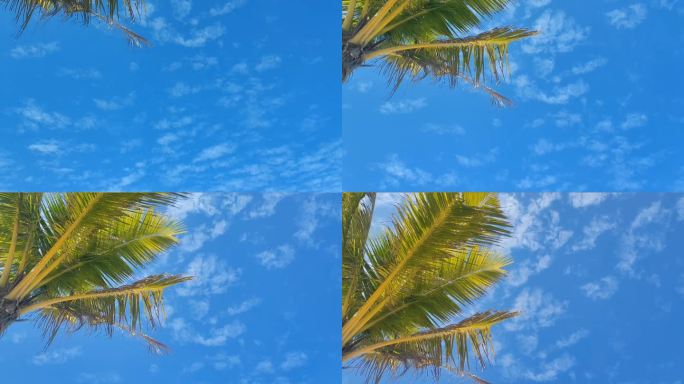 晴朗蓝天椰树悠闲